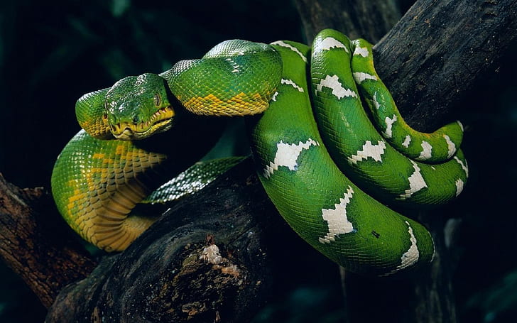 Green Python Rolled On Tree Wallpaper, HD wallpaper
