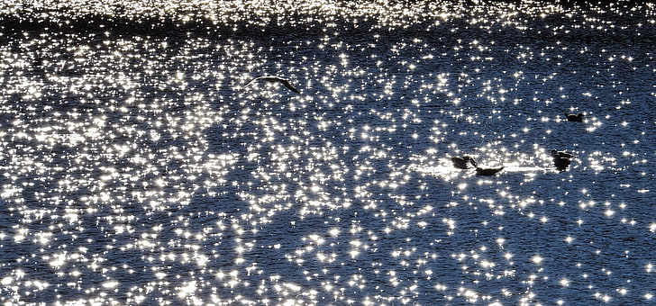 oiseaux, animaux, lumière du soleil, eau, lac, lumière du soleil tachetée, Fond d'écran HD