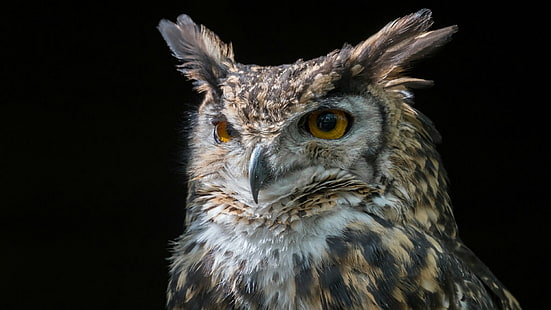 owl, eagle owl, bird of prey, mackinders eagle owl, wildlife, close up, feather, organism, wing, hawk, HD wallpaper HD wallpaper