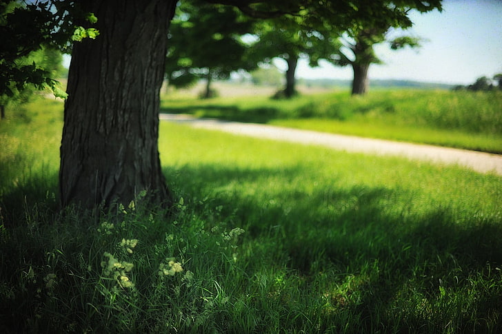 grünes gras, landschaft, feld, bäume, gras, sommer, beschaffenheit, schärfentiefe, HD-Hintergrundbild