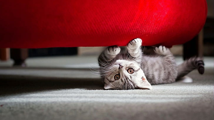 playing, cat, baby animals, animals, kittens, couch, carpets, pet, looking at viewer, HD wallpaper