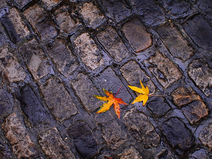 orange and yellow leaves on gray metal surface, Autumn, ground, orange, yellow, leaves, gray, metal, surface, paving, wet, colours, rainy day, olympus  OM-D  E-M5, Zuiko, f1.8, nature, HD wallpaper