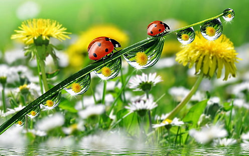 Morning Dew Drops Grass With Water Ladybug Yellow Meadow Flowers Dandelion Desktop Hd Wallpaper para teléfonos móviles Tablet y PC 1920 × 1200, Fondo de pantalla HD HD wallpaper