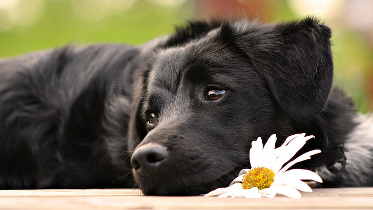 Labrador Retriever noir adulte, chien, animaux, chiots, marguerites, Labrador Retriever, fleurs blanches, Fond d'écran HD