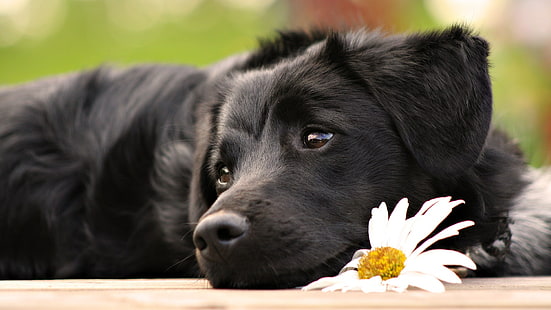 vuxen svart Labrador retriever, hund, djur, valpar, prästkragar, Labrador Retriever, vita blommor, HD tapet HD wallpaper