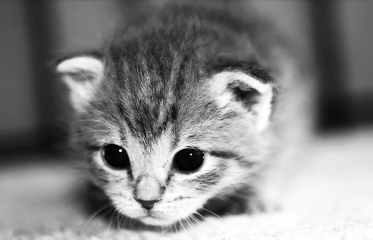 gray kitten, kitten, face, eyes, cute, HD wallpaper