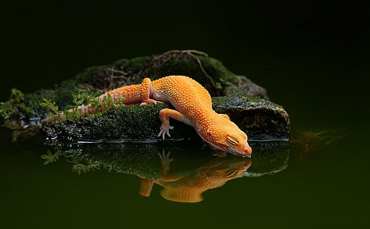 Reptiles, Gecko, Lizard, HD wallpaper