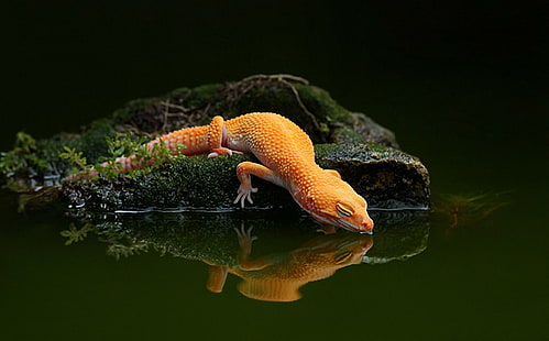 Reptilien, Gecko, Eidechse, HD-Hintergrundbild HD wallpaper
