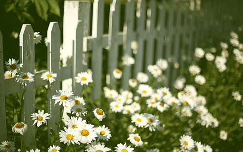 flowers, background, widescreen, Wallpaper, mood, the fence, chamomile, Daisy, full screen, HD wallpapers, flower, fullscreen, HD wallpaper HD wallpaper