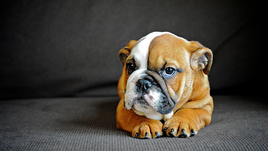 cucciolo bulldog inglese marrone e bianco, bulldog inglese, cucciolo, cane, museruola, occhi, Sfondo HD HD wallpaper