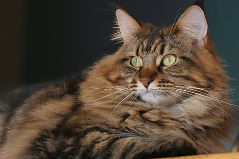 кот, взгляд, портрет, морда, мейн-кун, HD обои HD wallpaper