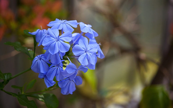 보라색과 흰색 꽃잎 꽃, 꽃, 자연, 파란 꽃, 매크로, HD 배경 화면