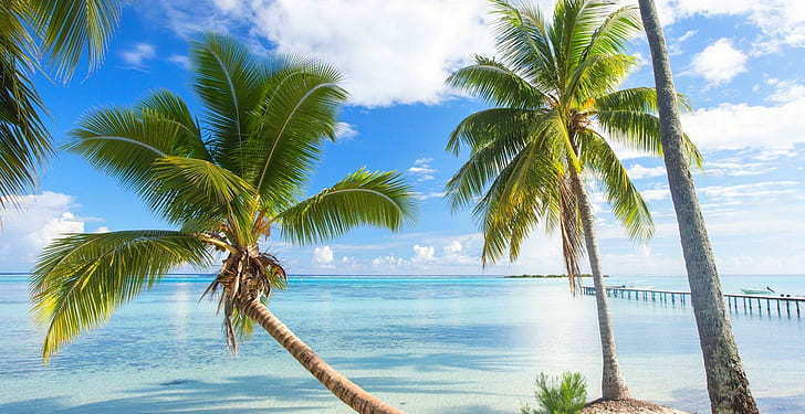 nature, landscape, French Polynesia, summer, beach, dock, palm trees, sea, tropical, Bora Bora, clouds, daylight, HD wallpaper
