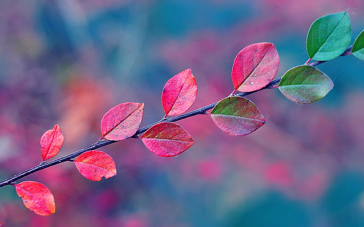 leaves, red leaves, fall, branch, HD wallpaper