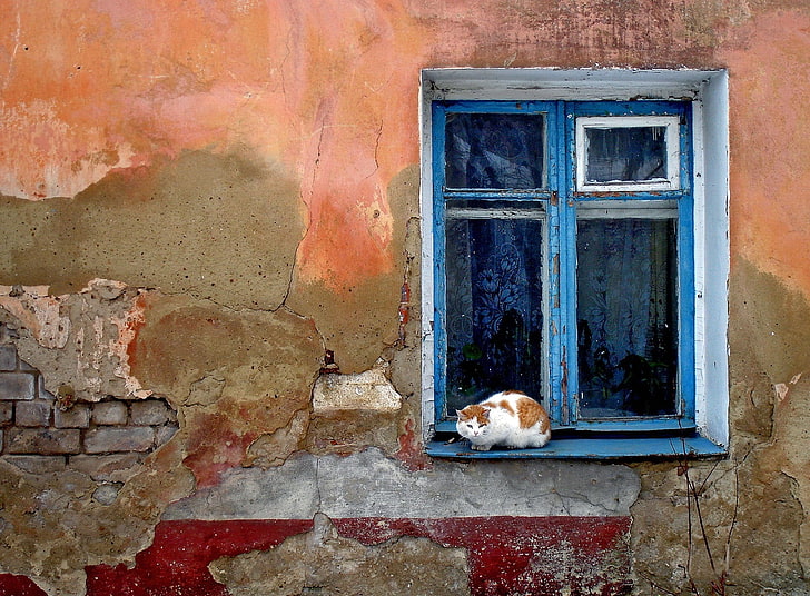 orange and white cat, cat, windowsill, face, wall, building, HD wallpaper