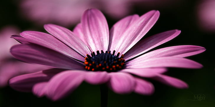 fotografia z bliska purpurowa stokrotka, F.B.L., fotografia z bliska, fioletowy, stokrotka, picmonkey, natura, kwiat, roślina, płatek, zbliżenie, makro, lato, piękno w naturze, Tapety HD