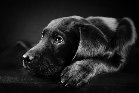 black Labrador retriever puppy, photo, black, white, dog, Labrador, HD wallpaper HD wallpaper