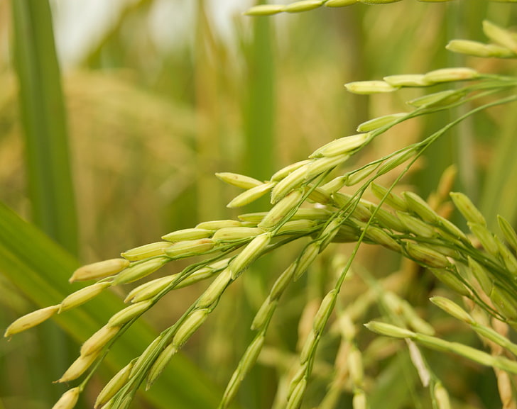 Золотой рис, зеленая пшеница, аэро, макро, зеленый, золотой, рис, крупным планом, HD обои