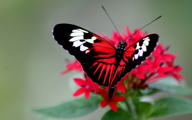 black, red, and white butterfly, butterfly, color, bright, wings, strips, HD wallpaper