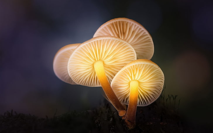 Грибы Форест Лайт, бежевые грибы цифровые обои, Другое,, природа, лес, грибы, HD обои
