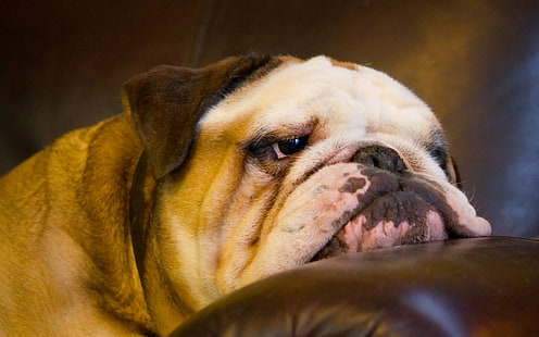 Engelsk bulldog, hund, engelsk bulldog, nosparti, hundar, s, bästa s, HD tapet HD wallpaper