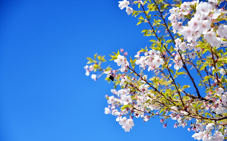 Cherry Blossoms, Seasons, Spring, Flowers, Blossoms, Serene, bluesky, HD wallpaper