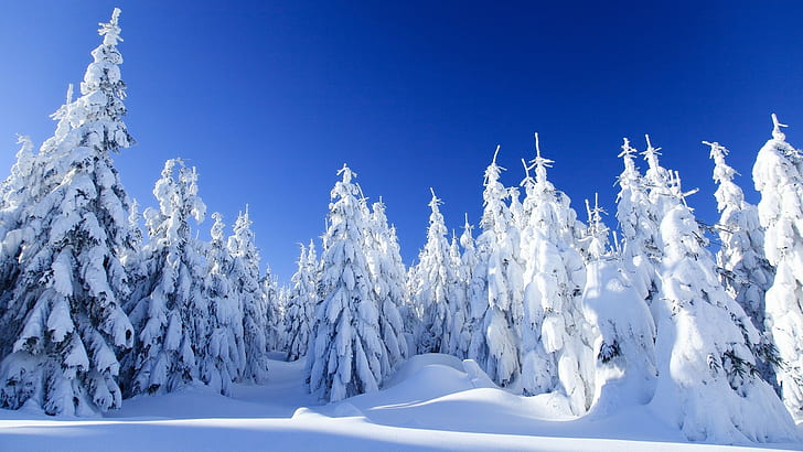 salju, pohon, musim dingin, alam, es, Wallpaper HD