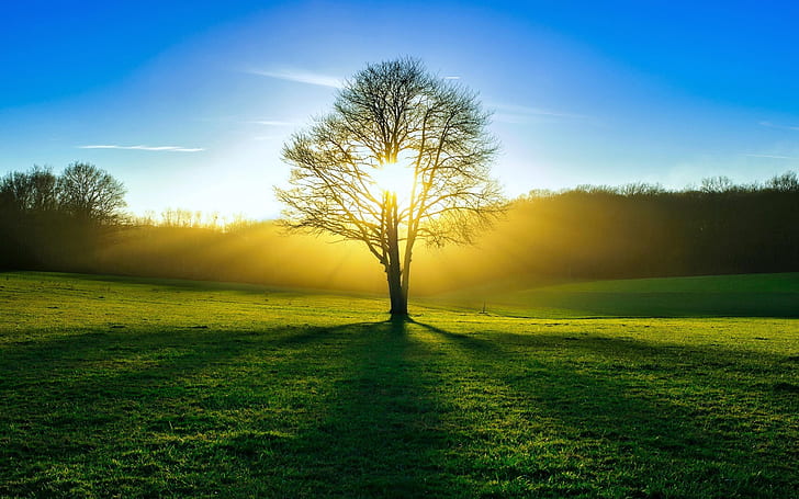 الطبيعة ، الحقول ، الأشجار ، ضوء الشمس ، الصيف ، الطبيعة ، الحقول ، الأشجار ، الشمس ، الضوء ، الصيف، خلفية HD