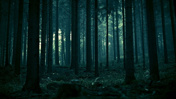 árboles en el bosque fondo de pantalla, bosque, abeto, árboles muertos, paisaje, oscuro, árboles, naturaleza, pinos, Fondo de pantalla HD
