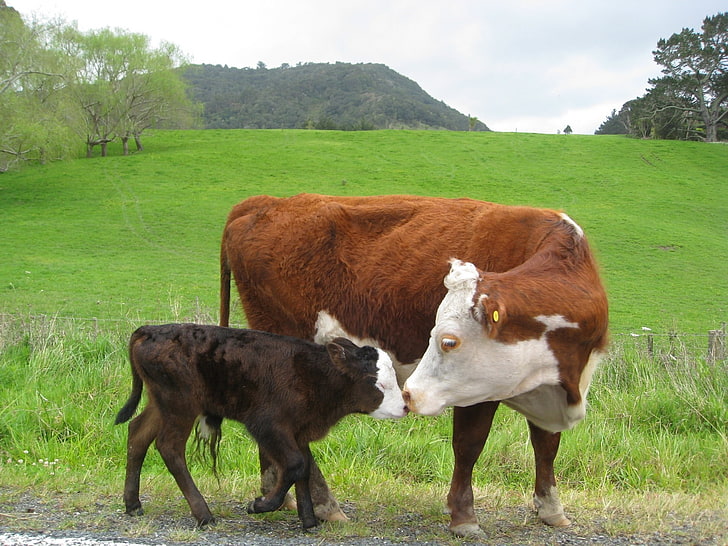 cow, baby animals, animals, field, HD wallpaper