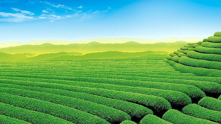 tea garden, tea, garden, field, tea field, nature, HD wallpaper