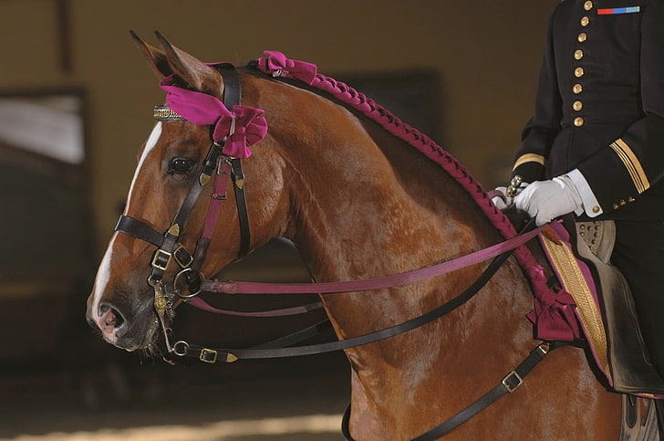 cheval, Saumur, Equitation, France, Fond d'écran HD