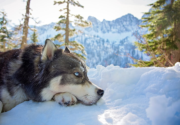 gray Siberian husky, mountains, animals, snow, Siberian Husky, dog, HD wallpaper