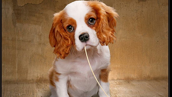 Puppy Dog Eyes, hewan peliharaan, anjing, hewan, binatang lucu, mata anak anjing, anak anjing, Wallpaper HD HD wallpaper