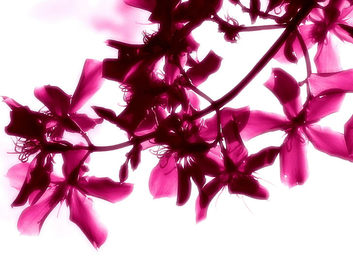 Bunga Cantik Cantik, indah, bunga, cerah, Wallpaper HD