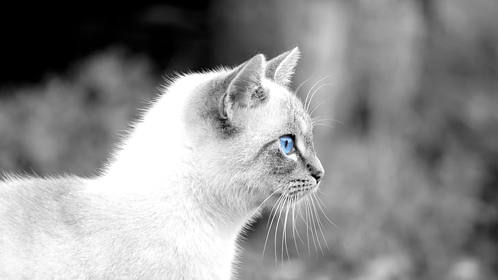 kot, zwierzęta, niebieskie oczy, wybiórcze barwienie, Tapety HD