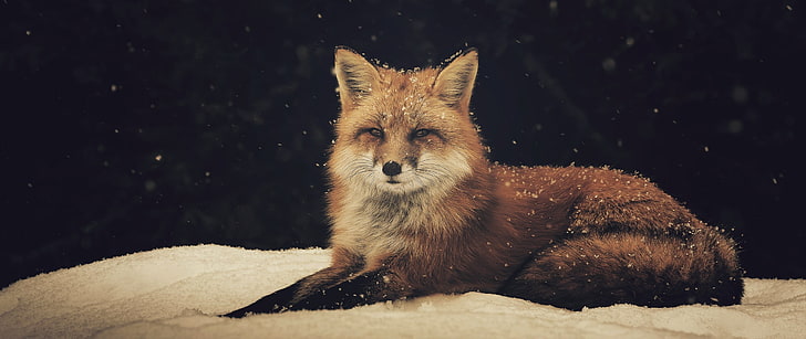 оранжева лисица, лисица, животни, сняг, HD тапет