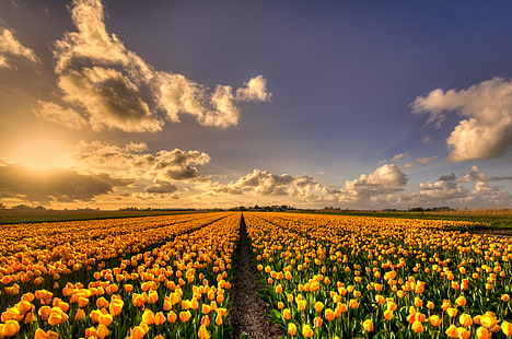 sarı lale çiçek ekimi, Bahçe, sarı, lale, çiçekler, saç ekimi, 35mm, D750, Hollandalı, Avrupa, HDR, Nederland, Nederlands, Nikkor, Nikon, Kuzey Hollanda, Hollanda, bloem, bloemen, bulutlar, çiçek çiçek, çiçek alanlarıflowerbed, peyzaj, lucht, doğa, doğa, bitki, gökyüzü, gün batımı, laleler, lale, tulp, wolken, zon, çiçek, alan, tarım, yaz, kırsal sahne, ilkbahar, gökyüzü, açık havada, güzellik Doğada, güneş ışığı,ayçiçeği, mavi, çayır, HD masaüstü duvar kağıdı HD wallpaper