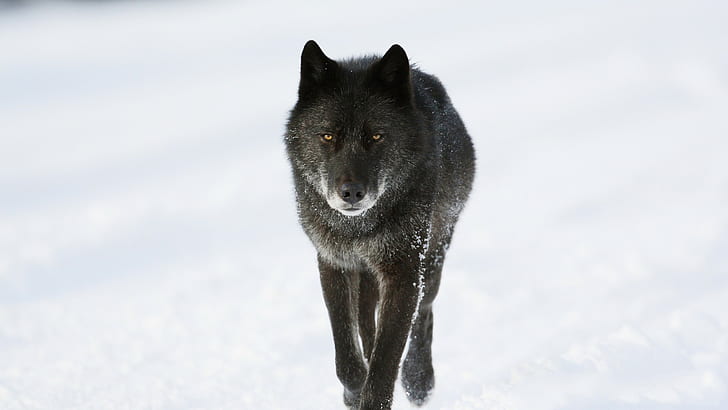 Wilk, śnieg, pies czarny wilk, śnieg, drapieżnik, zima, wilk, Tapety HD