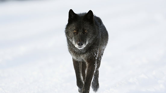 Волк, снег, черный волк, собака, снег, хищник, зима, волк, HD обои HD wallpaper