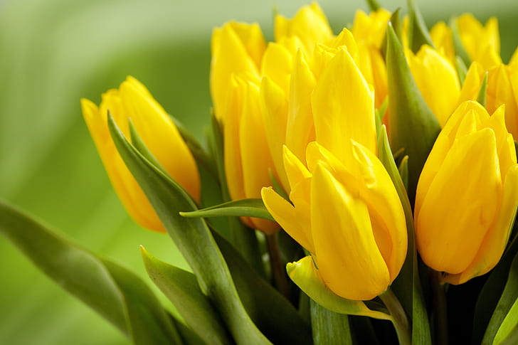 leaves, flowers, green, background, yellow, tulips, buds, spring, HD wallpaper