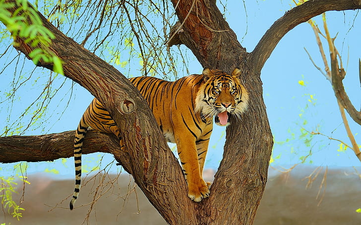 Tiger, predator, tree, Sumatran, Tiger, Predator, Tree, Sumatran, HD wallpaper