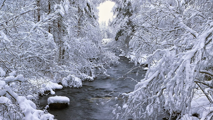 снимка в сивата скала на водоем освен дървета, зима, HD тапет