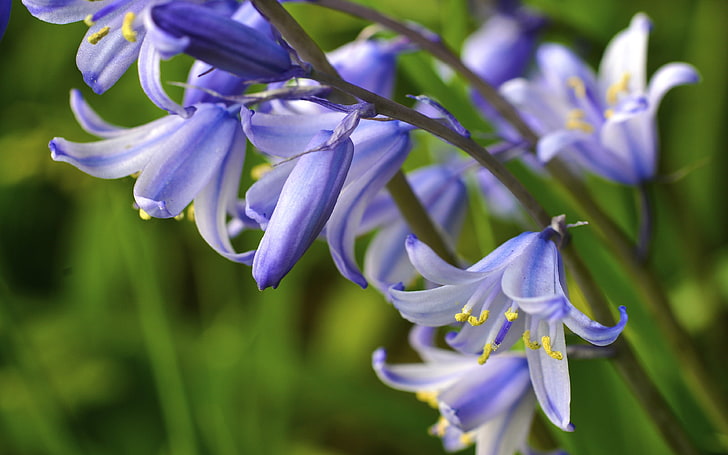 Bluebells Ароматни цветя Сини лилави камбани с мед Сладка миризма HD тапети за мобилни телефони и компютър 3840 × 2400, HD тапет