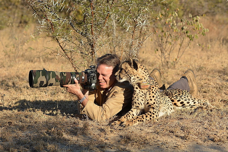 leopardo marrom, chitas, natureza, animais, fotógrafo, câmera, camuflagem, savana, HD papel de parede