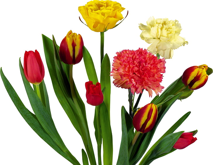 three pink-and-yellow flowers, carnations, tulips, bouquets, greens, HD wallpaper