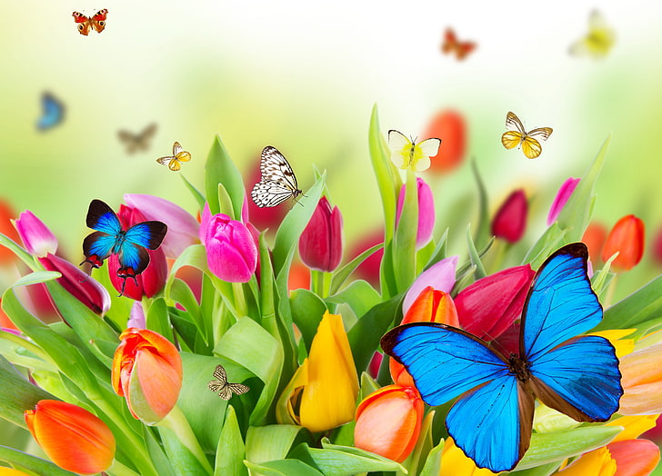 Разноцветные бабочки и цветы тюльпанов, цветы, природа, коллаж, бабочка, тюльпаны, HD обои