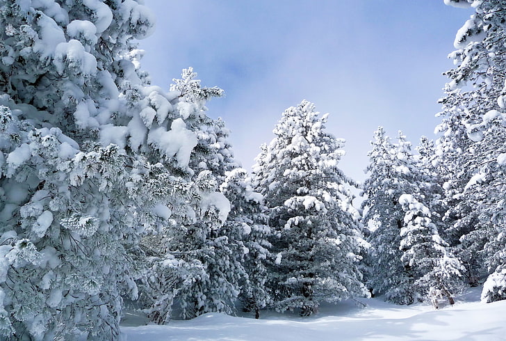 деревья и снег цифровые обои, зима, лес, снег, вал, HD обои