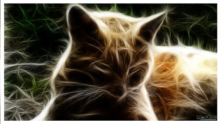 cat, Fractalius, HD wallpaper