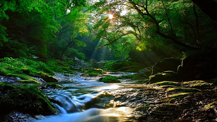 สตรีมธรรมชาติน้ำแสงแดดป่าครีป่าแม่น้ำ, วอลล์เปเปอร์ HD